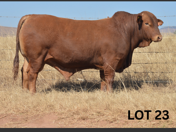 PM23 318 | Muirfontein Beefmasters
