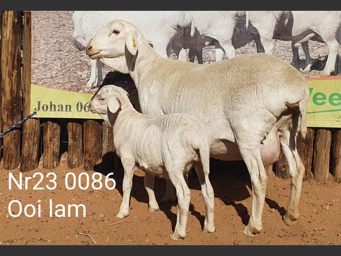 23-086 | Johan Stadler