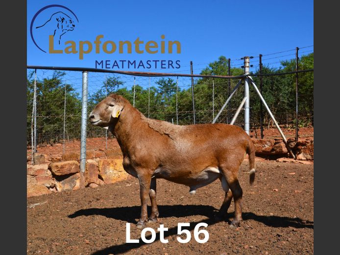 210328 | Lapfontein Meatmasters