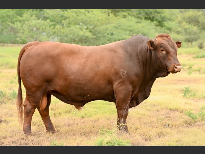 JOY 240008 | FETTING LIVESTOCK TRUST