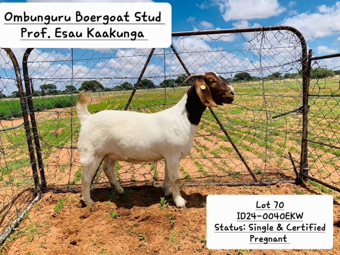 24-0040EKW | PROF. ESAU KAAKUNGA