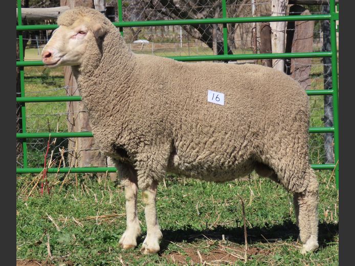 140 | Rooipoort Poenskop Merinos