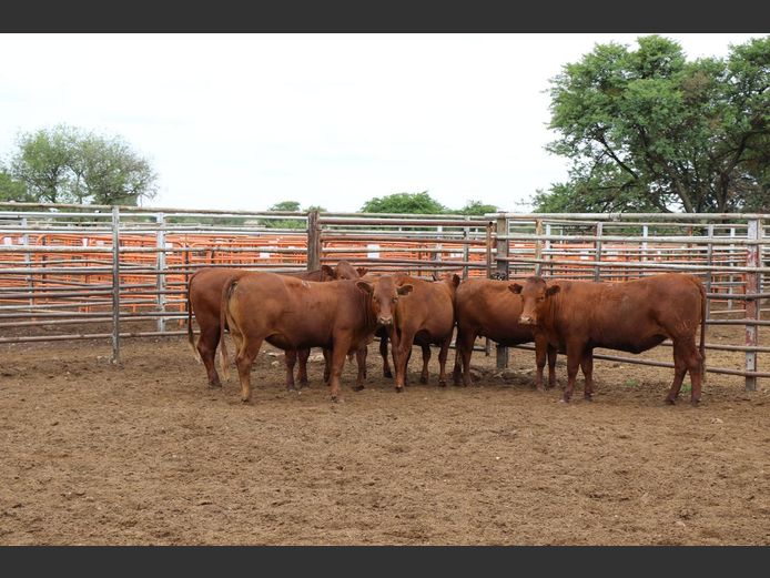 Commercial Animals | JP du Preez