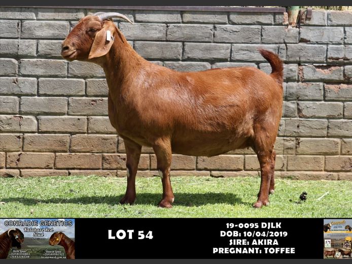 19-0095 DJLK | DIRK LOUW