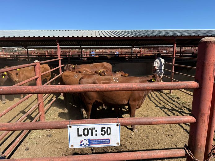 Commercial Animals | Mac Farms