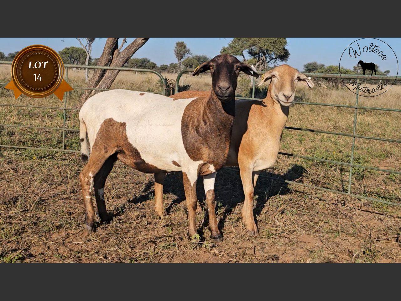 Lot 14 | BOSVELD MEATMASTER KLUB | SwiftVEE | South Africa’s Leading ...