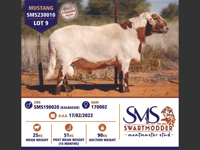 SMS230010 | SWARTMODDER MEATMASTER STUD