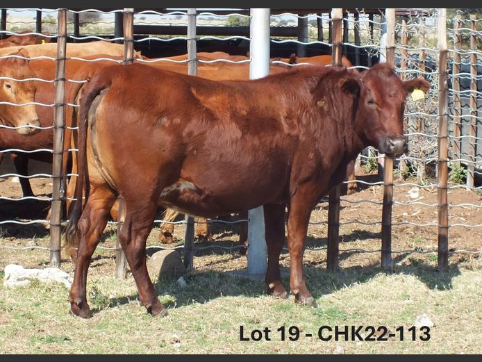 CHK220113 | A.J. KRIEL