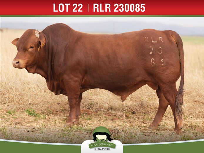 RLR 230085 | J.H. MEYER