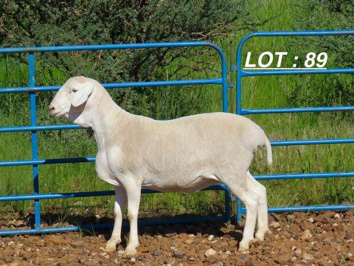 34 25 0074 | Louis v Rensburg h/a Leeuput Trust