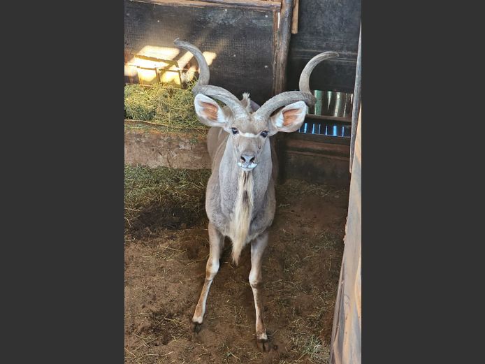 KUDU 48” | MABALINGWE