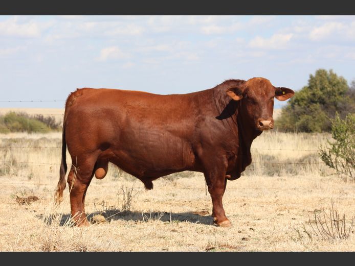 BBB23136 | TRIO B BOERDERY