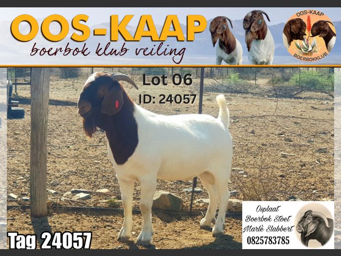 24-57 | Osplaat Boerbokstoet