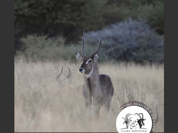 Waterbuck Bulls Mature | WATERBERG PLATO GAME BREEDERS
