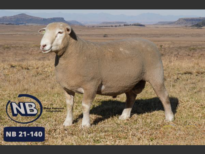 SEMEN | NB 210140 | EKSTEEN’S HATARI DORMER STUD