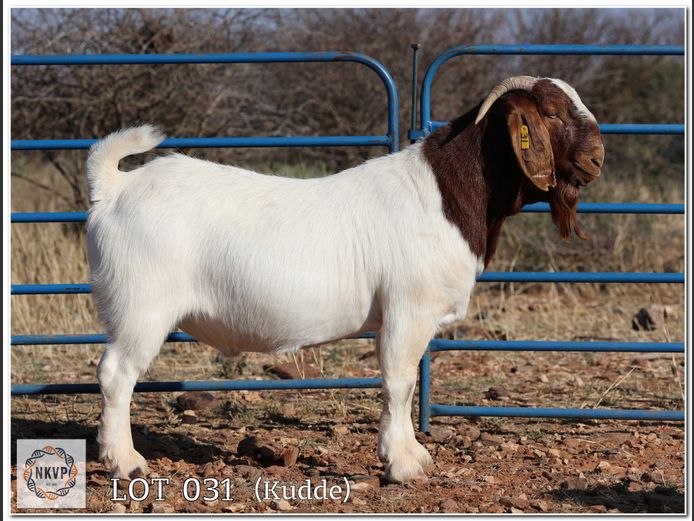 1093 24 0050 | DK BOERDERY
