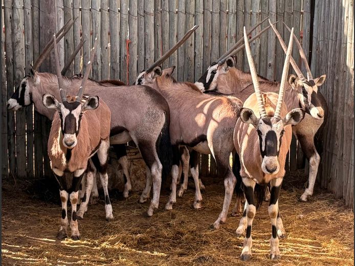 Gemsbokke