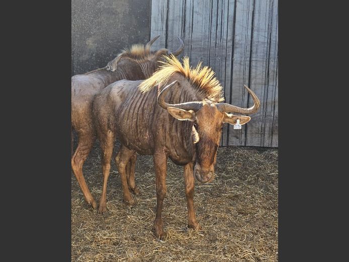 GOLDEN WILDEBEEST 25 3/8” | J. MöLLER 