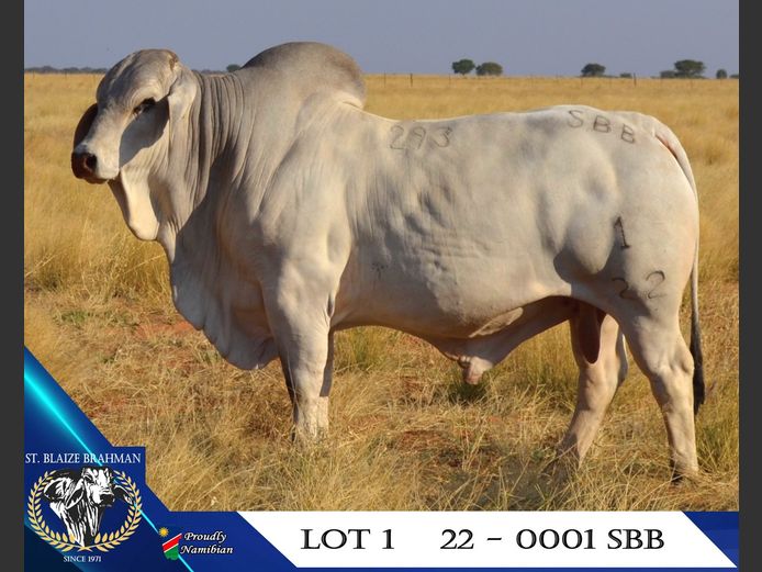 22-0001SBB | ST. BLAIZE BRAHMAN STOET