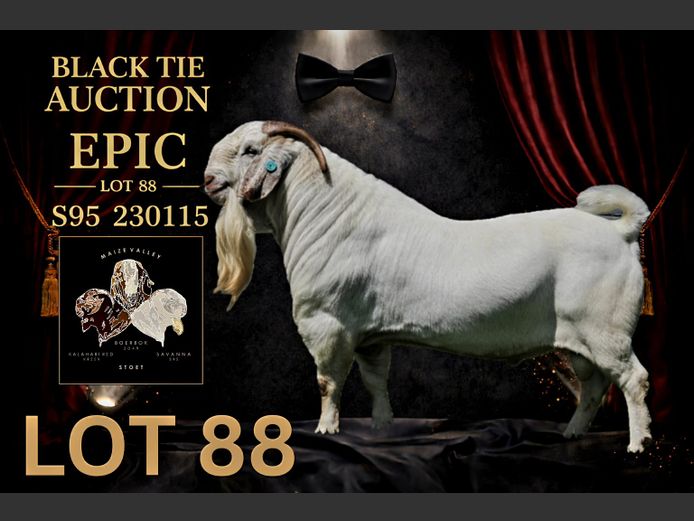 95230115 | Maize Valley Savanna stoet