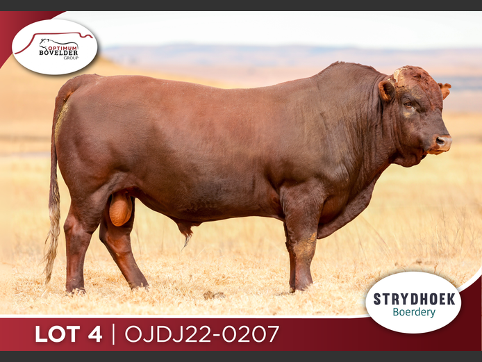 OJDJ22-0207