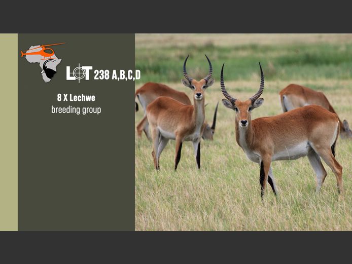 Lechwe