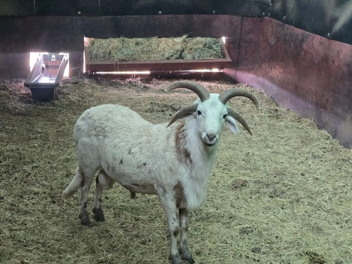 4-HORING SKAAP | AL BADENHORST