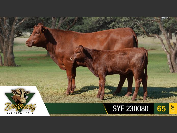 SYF 230080 | SYFERFONTEIN BOERDERY