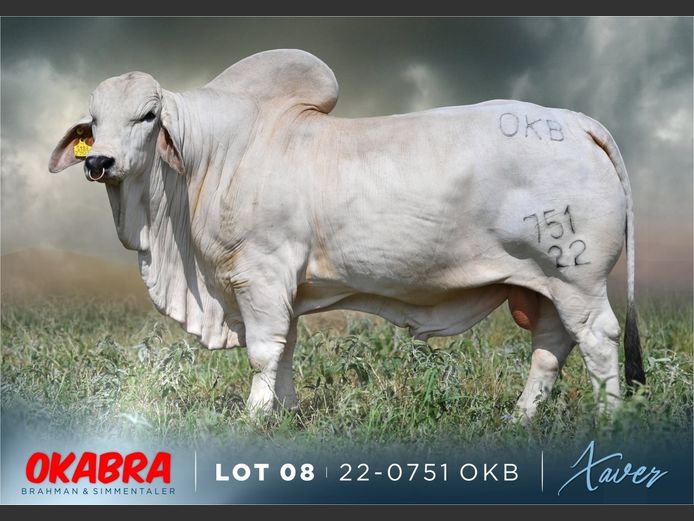 22-0751 OKB | OKABRA BRAHMAN