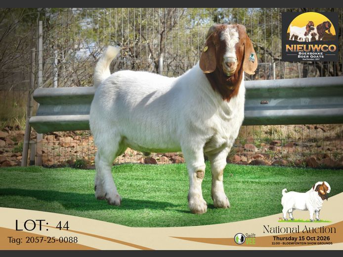 2057-25-0088 | Nieuwco Boerbokke