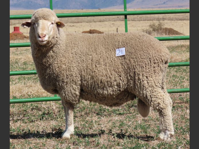 7 | Rooipoort Poenskop Merinos                
