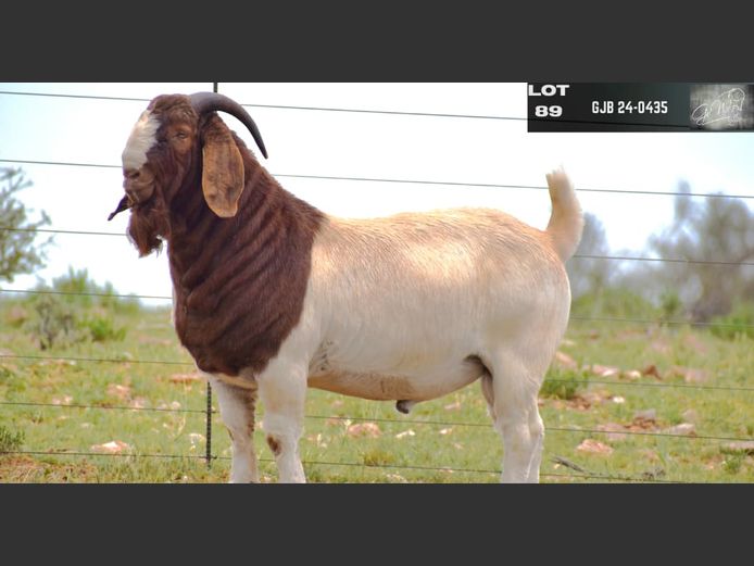 GJB24-0435 | G VAN WYK