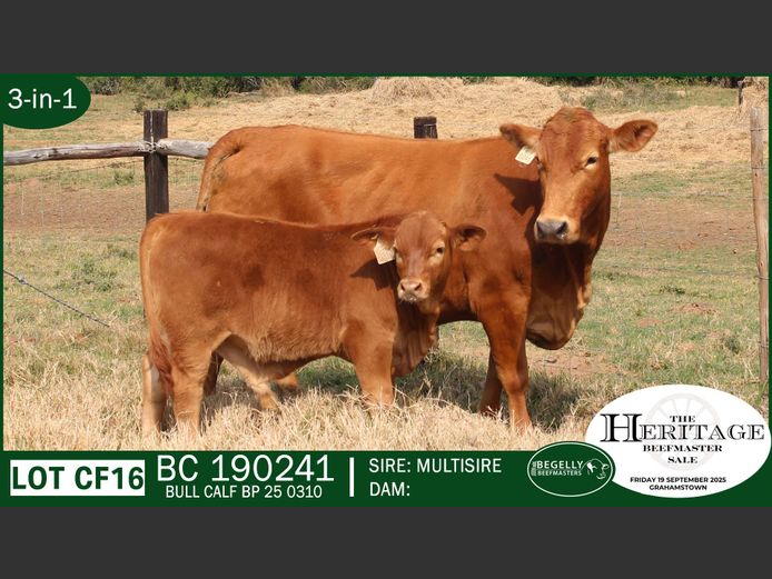 Commercial Animals | Begelly Beefmasters