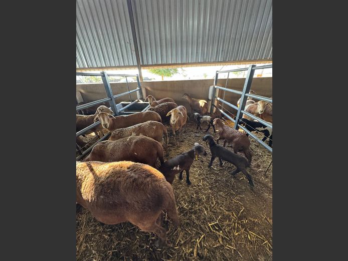 MEATMASTER | LOUMA BOERDERY