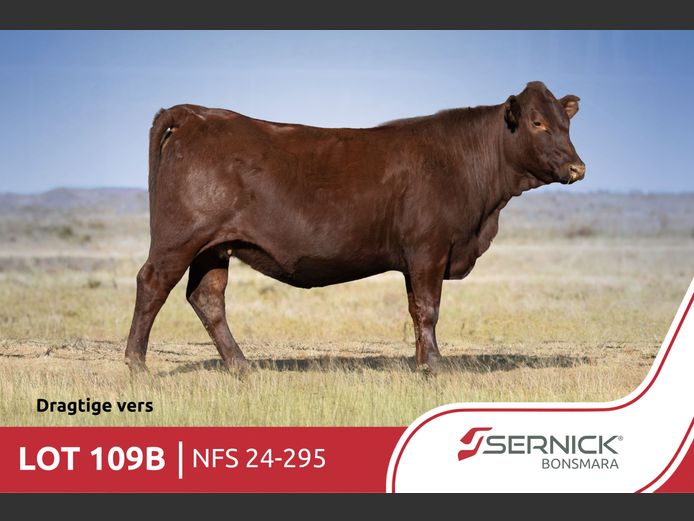 NFS 240295 | SERNICK BONSMARA STOET
