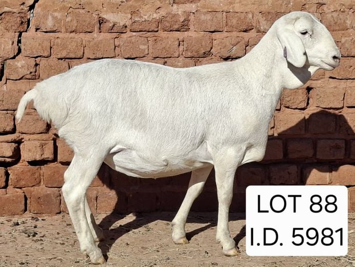 5981 | Francois van Rensburg Farming