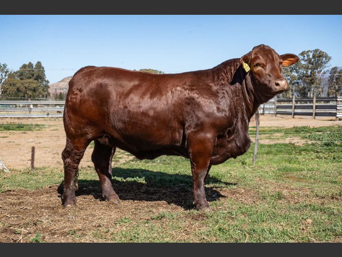 BR  230022 | P.J. NIEMAND