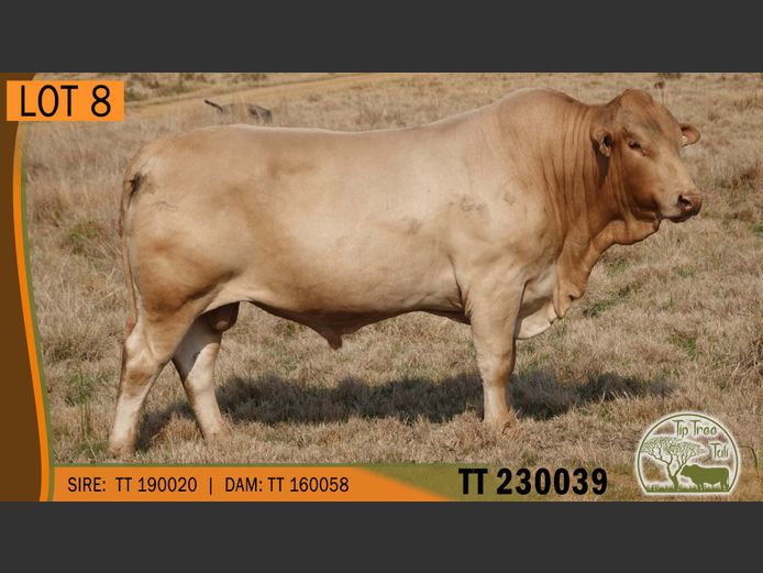 TT 230039 | S.T.R. MAINS-SHEARD