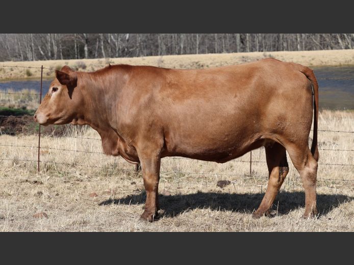 HBH 200057 | CLARK CATTLE COMPANY PTY LTD