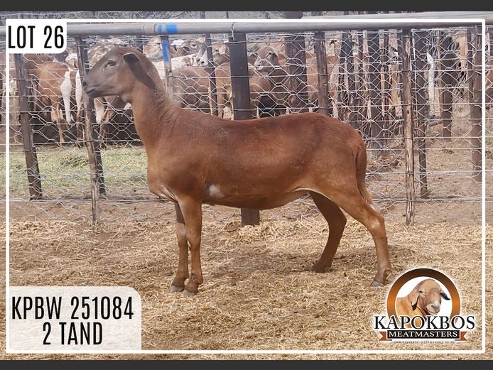 KPBW251084 | Kapokbos Meatmasters