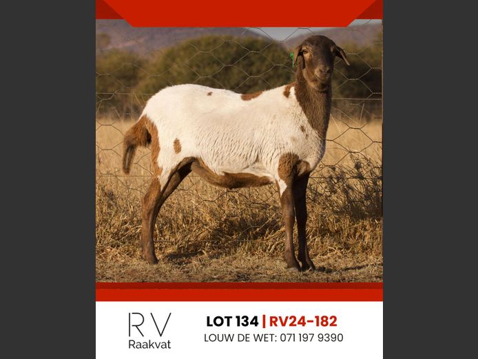 RV24-182 | RAAKVAT BOSVELDERS