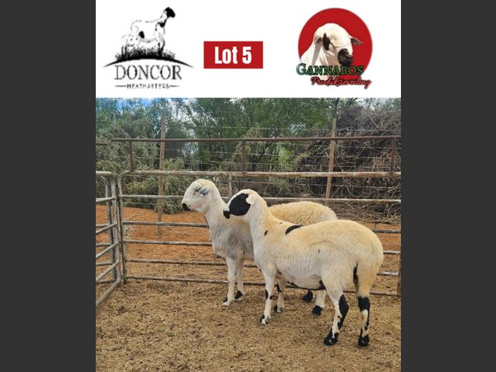 DC337 | Doncor Meatmasters