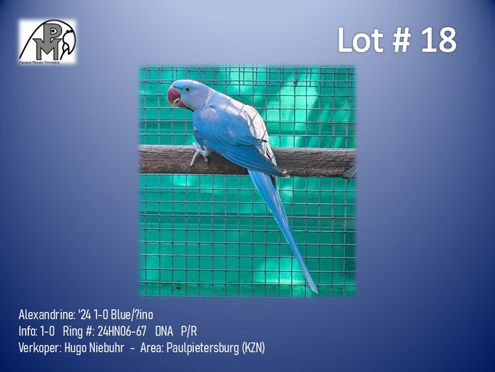 1-0 '24 Alexandrine: Blue/?ino - Hugo Niebuhr