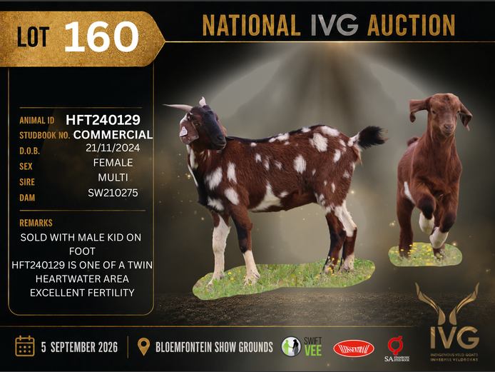 HFT23-0011 | HOOPFONTEIN STUD
