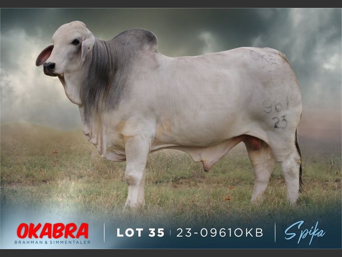 23-0961OKB | OKABRA BRAHMAN