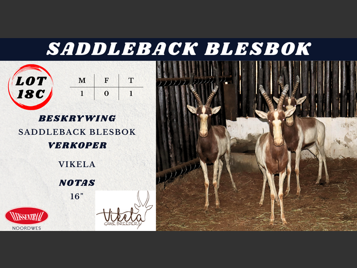 SADDLEBACK BLESBOK