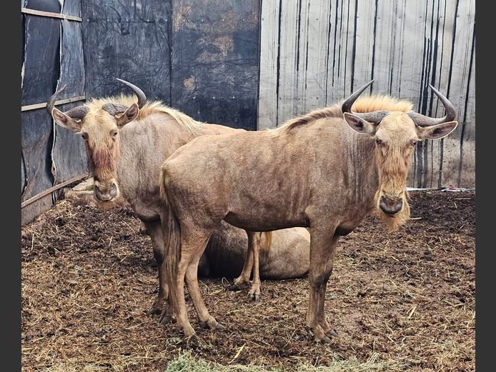 GOLDEN GNU | CHAZAKAMATS