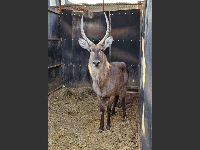 WATERBUCK | HUGOMOD