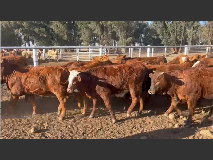 Weaners 