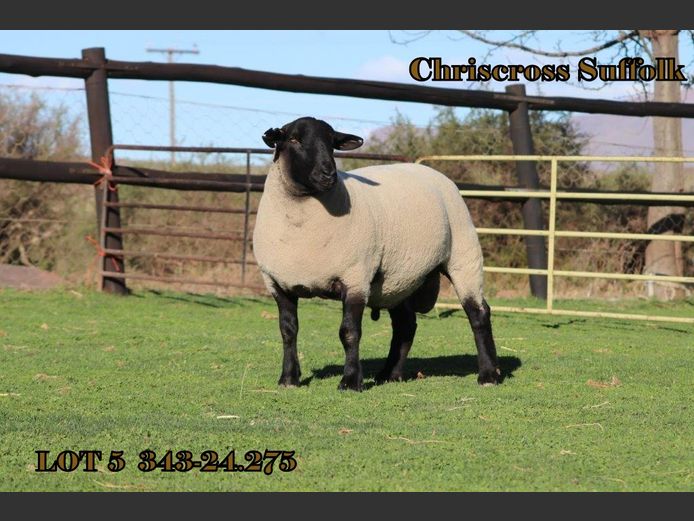 343 240275 | CHRISCROSS SUFFOLKS